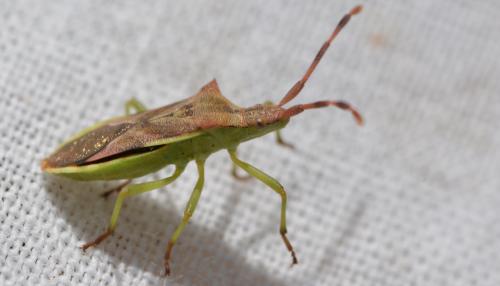 Gonocerus juniperi